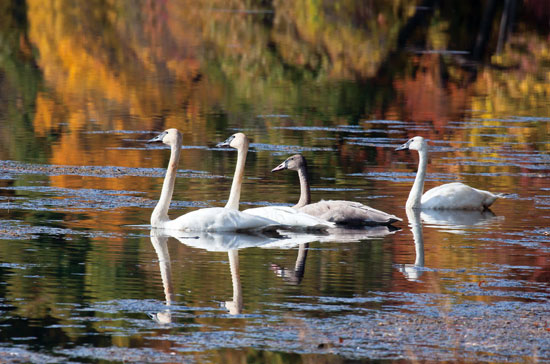 Birdwatching: Trumpeter Swans